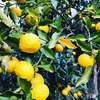 The citrus【YUZU】