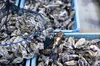 クリーミーな春牡蠣‼️殻付きカキSサイズ