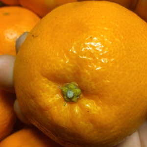 広島産 柑橘 はるみ 5kg 　おまけ付き