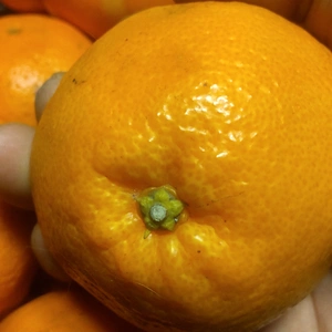 広島産 柑橘  はるみ 5kg 