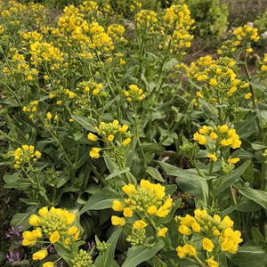 春なのでー！「菜花のセット」はいかがですかセット