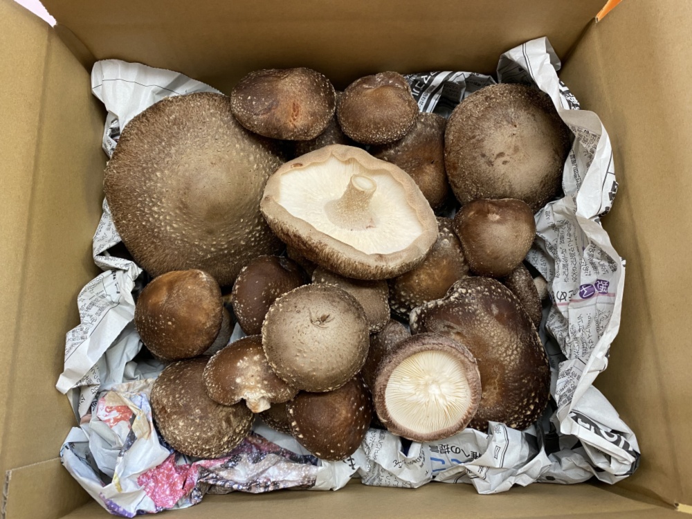 訳あり》信州富士見高原産！生しいたけ【クール便発送】｜しいたけの
