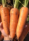 甘くて美味しい人参４kg【採れたてそのまま土付き発送】