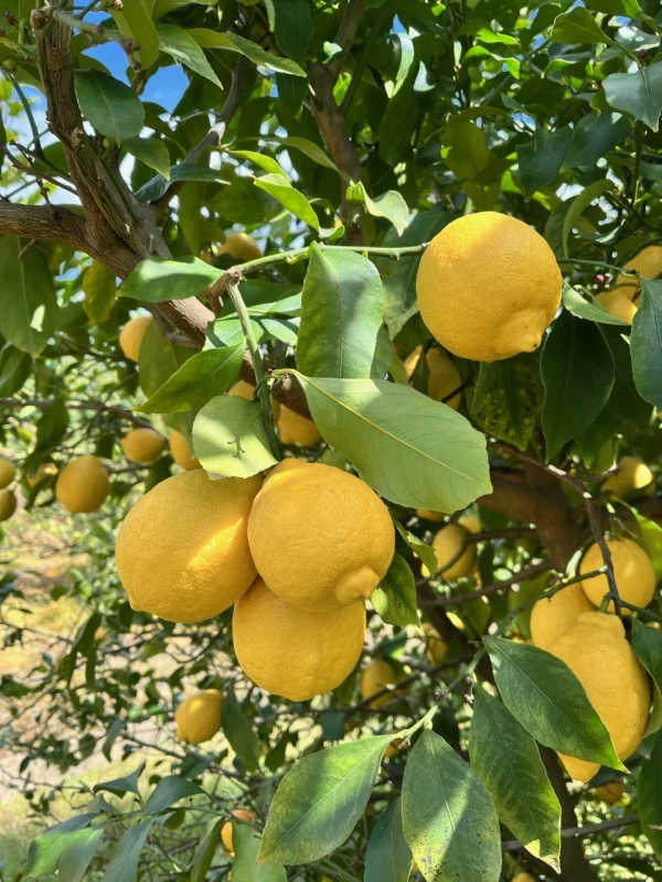 香り抜群！愛媛県大三島産☆瀬戸内レモン｜果物の商品詳細