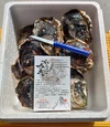 【厳選夏ギフト】7月発送　からふさ岩牡蠣・鮮度抜群