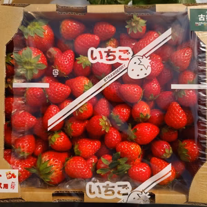朝採り新鮮・いちご「古都華」ジュース用