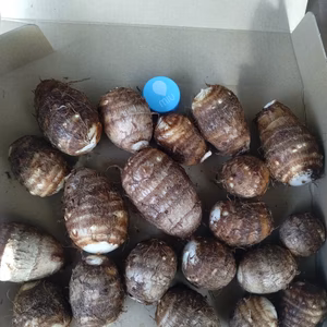 サイズ不揃い里芋