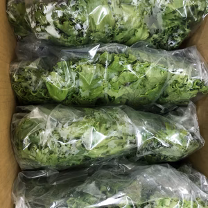 数量限定！超お得！洗わずそのまま食べられる絶品レタスセット(500g×5pac)