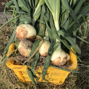 はるひ畑のたまねぎ（有機JAS転換期間中）