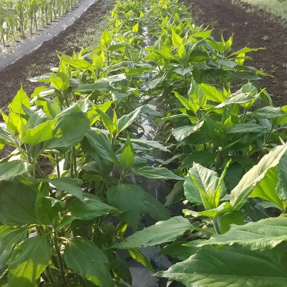 【当日収穫！】季節の固定種野菜セット(10品目)