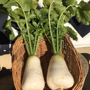 ねずみ大根(辛味大根) おろし･漬物専用 信州伝統野菜