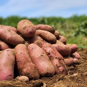 ねっとり系のじゃがいもノーザンルビー!!