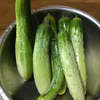 自然栽培 相模半白きゅうり