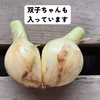 【ちょっぴり訳あり⭕】子どもがパクパク食べちゃう⭕淡路島幻の冬の新たまねぎ