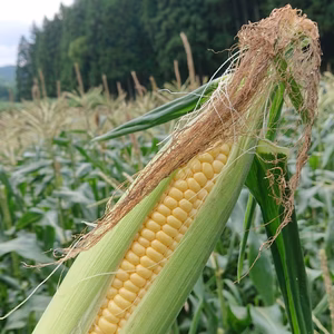 今が旬。高原育ちのとうもろこし３キロ!【8～12本】