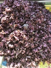 農薬不使用　赤紫蘇　葉　　　1、2kg
