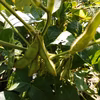 期間限定！大きくて甘い黒大豆の枝豆