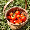 【自然栽培】固定種中玉トマト★農薬・肥料不使用｜アミーゴトマト