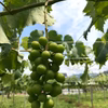 9月中発送 山梨県【勝沼】大粒種なし巨峰