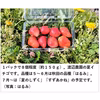 【配送エリア限定、日時指定必須】完熟イチゴ＜１パック＞の野菜セット（4種類以上）