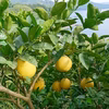 宇和ゴールド（河内晩柑）訳あり