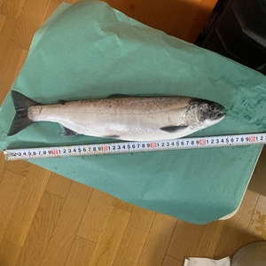 琵琶湖の宝石　一本釣りビワマス　