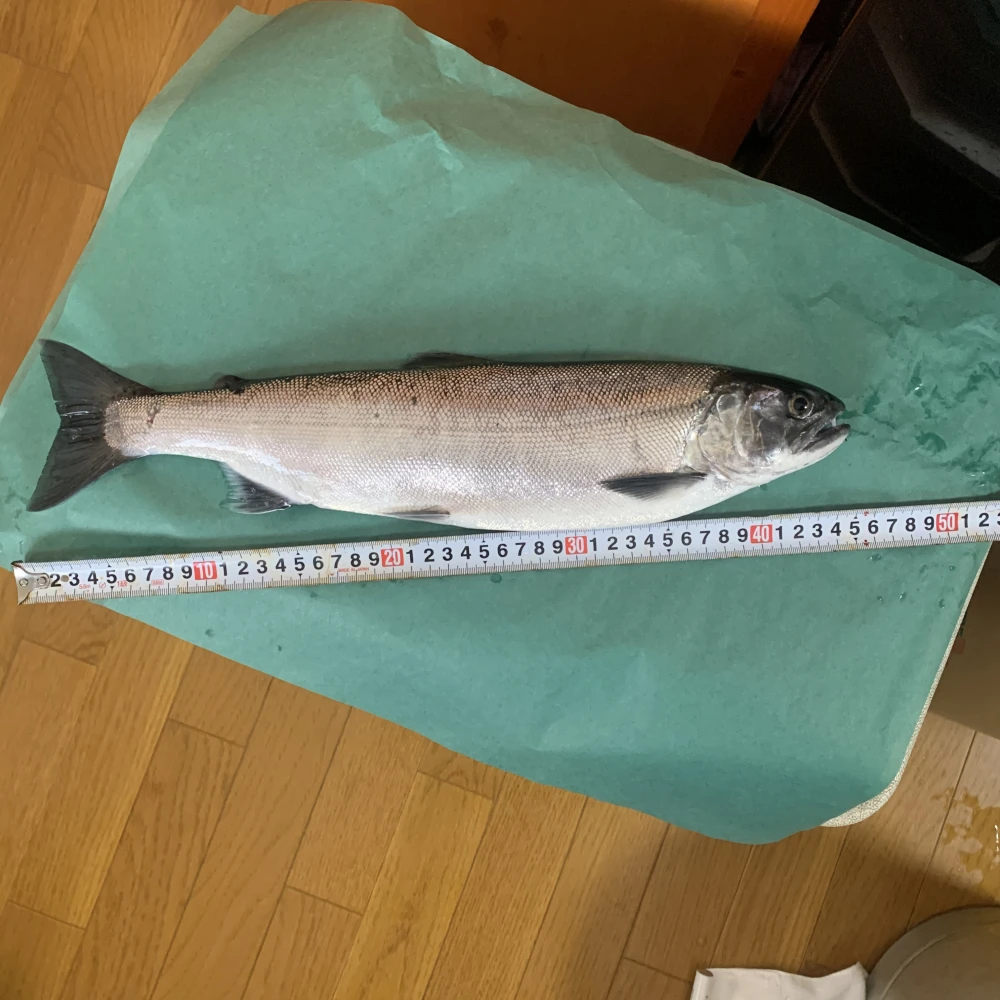琵琶湖の宝石一本釣りビワマス　血抜き神経締め内臓処理