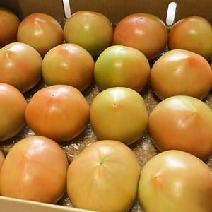 今季ラストスパートです❗️旨味がぎゅっと詰まった桃太郎トマト