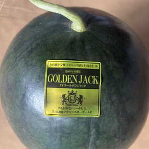 予約販売スタート！5月25日頃〜発送富里スイカゴールデンジャックMAサイズ1玉入