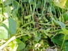 有機肥料で作った黒枝豆