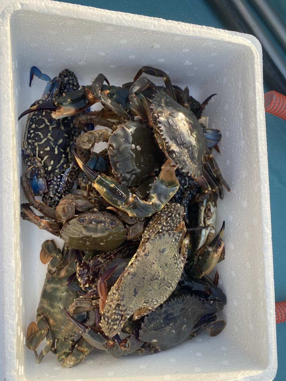 お一人様限定 15匹 ワタリガニ イシガニ モクズガニ小サイズmix 農家漁師から産地直送の通販 ポケットマルシェ