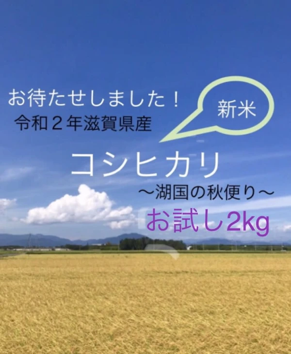 滋賀県産減農薬栽培　新米コシヒカリ　みずみずしくほんのり甘い湖