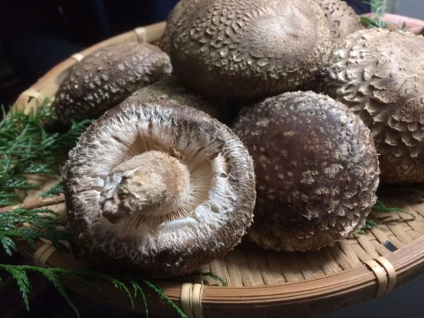 冬のとっておき♡とにかく肉厚！原木生しいたけ