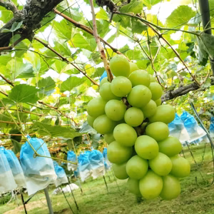 【販売は9/7まで】伊万里産種無しシャインマスカット(２房詰め)