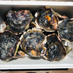 奥能登！里海の恵み！石川県穴水産　濃厚岩牡蠣（生食用）15個（300g以上/個）