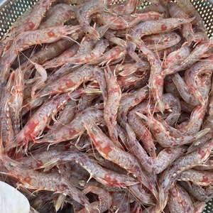 【1周年記念540円割引】雑賀崎産じゃこえび1kg(250g×4袋)