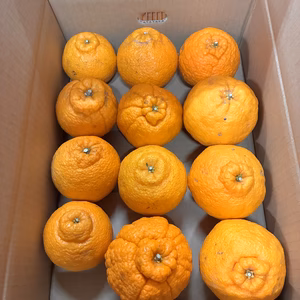 【学割、農作業体験者割引（40％引き！）】熊本県産露地不知火（デコポン同一品種）