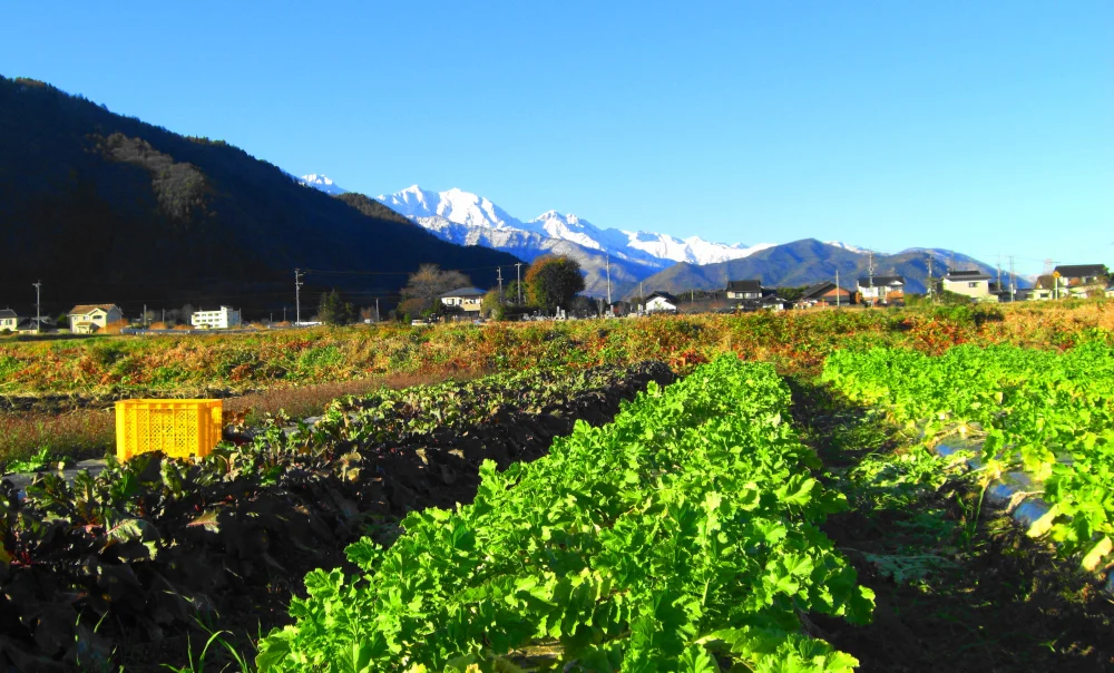 旬！今です！大根の葉っぱ、美味しく食べよう！～農薬/化学肥料・不使用