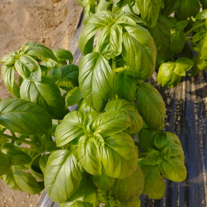 スイートバジル　1kg送料込み（発送地域は本州、四国、九州）