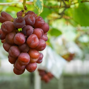 マイハート2kg・３〜5房(自家用)