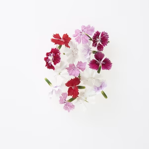 飛騨高山野菜『おおごっつぉ』エディブルフラワー（ナデシコミックス）