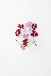 飛騨高山野菜『おおごっつぉ』エディブルフラワー（ナデシコミックス）