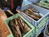 【知床羅臼直送】ホッケ (真ホッケ)　鮮魚 フライ、煮付け、ムニエル、焼き物等