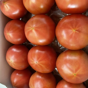 【月1定期便】大長園の桃太郎トマト♡食べたらトリコ