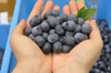 《奈良で無農薬で育てました》完熟！冷凍ブルーベリー