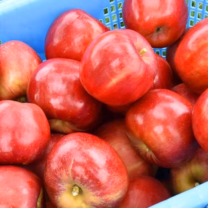 【家庭用】紅玉 約2.5kg/4.5kg 9月下旬頃発送開始#NAK0B025