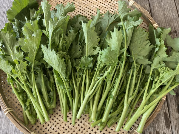 南イタリアの風を感じる！チーマディラーパ（イタリア菜花）