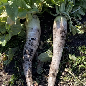 訳あり緑輝大根1.5kg 桜島の大自然 無農薬 有機肥料 除草剤不使用
