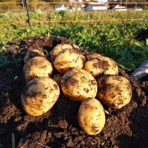中は黄金色でホクホク‼　岡山県・鏡野町産【ながさき黄金】3kg/6kg/9kg