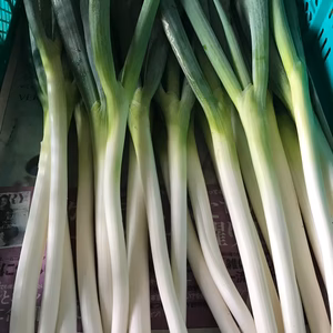 無選別 白ネギ  減農薬栽培